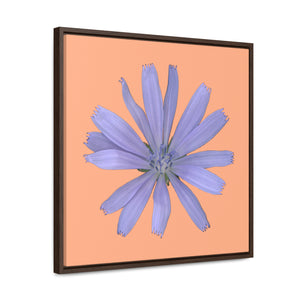 Chicory Flower Blue | Framed Canvas | Peach Background