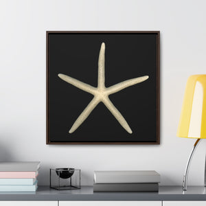 Finger Starfish Shell Top | Framed Canvas | Black Background