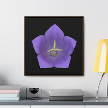 Load image into Gallery viewer, Balloon Flower Blue | Framed Canvas | Black Background
