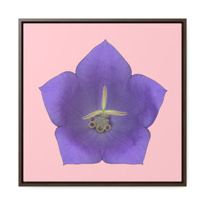 Balloon Flower Blue | Framed Canvas | Pink Background
