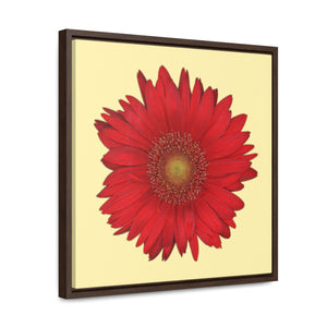 Gerbera Daisy Flower Red | Framed Canvas | Sunshine Background