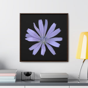 Chicory Flower Blue | Framed Canvas | Black Background
