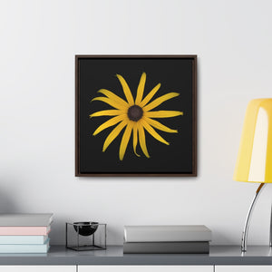 Black-eyed Susan Rudbeckia Flower Yellow | Framed Canvas | Black Background