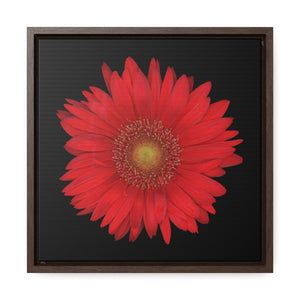 Gerbera Daisy Flower Red | Framed Canvas | Black Background