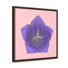 Load image into Gallery viewer, Balloon Flower Blue | Framed Canvas | Pink Background
