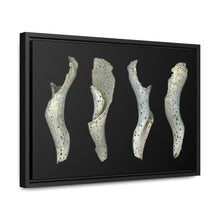Load image into Gallery viewer, Spotted Shell White Four by Matteo | Framed Canvas | Black Background
