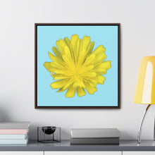 Load image into Gallery viewer, Hawkweed Flower Yellow | Framed Canvas | Sky Blue Background
