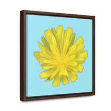 Load image into Gallery viewer, Hawkweed Flower Yellow | Framed Canvas | Sky Blue Background
