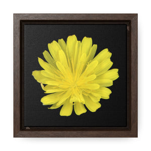 Hawkweed Flower Yellow | Framed Canvas | Black Background