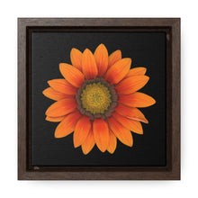 Load image into Gallery viewer, Gazania Flower Orange | Framed Canvas | Black Background

