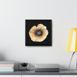 Honey Fungus, Armillaria by Matteo | Framed Canvas | Black Background