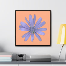 Load image into Gallery viewer, Chicory Flower Blue | Framed Canvas | Peach Background
