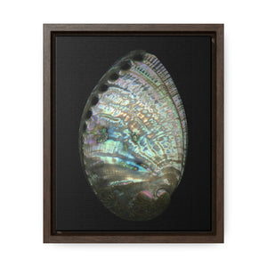 Abalone Shell Exterior | Framed Canvas | Black Background