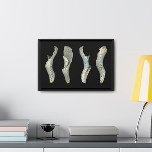 Spotted Shell White Four by Matteo | Framed Canvas | Black Background