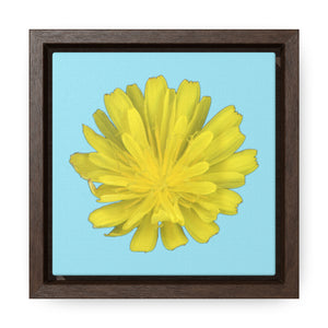 Hawkweed Flower Yellow | Framed Canvas | Sky Blue Background