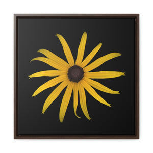 Black-eyed Susan Rudbeckia Flower Yellow | Framed Canvas | Black Background