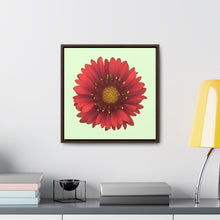 Load image into Gallery viewer, Blanket Flower Gaillardia Red | Framed Canvas | Sea Glass Background
