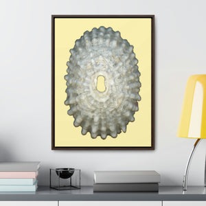 Keyhole Limpet Shell White Exterior | Framed Canvas | Sunshine Background