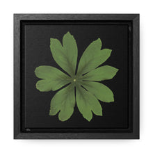 Load image into Gallery viewer, Mayapple, Podophyllum by Matteo | Framed Canvas | Black Background
