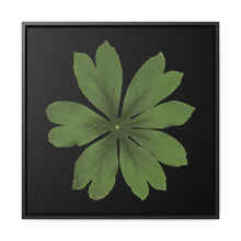 Load image into Gallery viewer, Mayapple, Podophyllum by Matteo | Framed Canvas | Black Background
