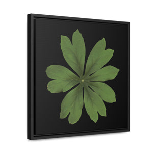 Mayapple, Podophyllum by Matteo | Framed Canvas | Black Background