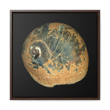 Load image into Gallery viewer, Moon Snail Shell Black &amp; Rust Apical | Framed Canvas | Black Background
