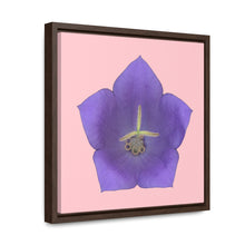 Load image into Gallery viewer, Balloon Flower Blue | Framed Canvas | Pink Background
