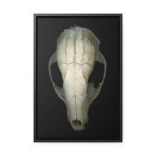 Load image into Gallery viewer, Raccoon Skull Superior by Matteo | Framed Wrap Canvas | Black Background
