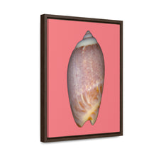Load image into Gallery viewer, Olive Snail Shell Brown Dorsal | Framed Canvas | Salmon Background
