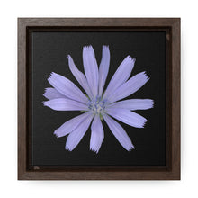 Load image into Gallery viewer, Chicory Flower Blue | Framed Canvas | Black Background
