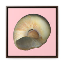 Load image into Gallery viewer, Moon Snail Shell Blue Umbilical | Framed Canvas | Pink Background
