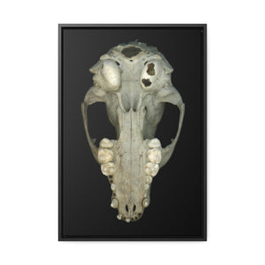 Raccoon Skull Inferior by Matteo | Framed Wrap Canvas | Black Background