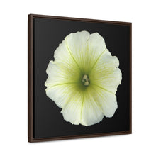 Load image into Gallery viewer, Petunia Flower Yellow-Green | Framed Canvas | Black Background
