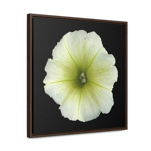Petunia Flower Yellow-Green | Framed Canvas | Black Background