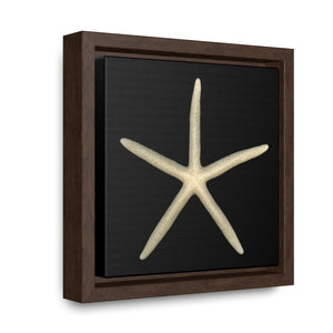 Finger Starfish Shell Top | Framed Canvas | Black Background