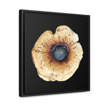 Load image into Gallery viewer, Honey Fungus, Armillaria by Matteo | Framed Canvas | Black Background
