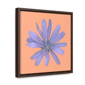 Chicory Flower Blue | Framed Canvas | Peach Background