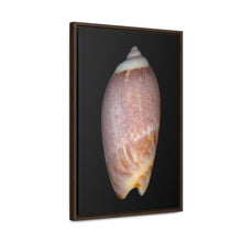 Load image into Gallery viewer, Olive Snail Shell Brown Dorsal | Framed Canvas | Black Background
