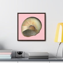Load image into Gallery viewer, Moon Snail Shell Blue Umbilical | Framed Canvas | Pink Background
