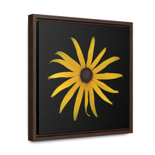 Load image into Gallery viewer, Black-eyed Susan Rudbeckia Flower Yellow | Framed Canvas | Black Background
