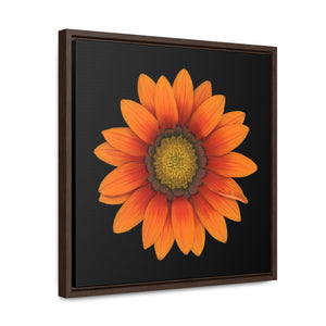 Gazania Flower Orange | Framed Canvas | Black Background
