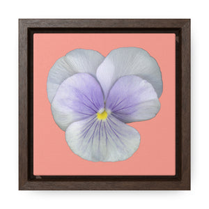 Pansy Viola Flower Lavender | Framed Canvas | Flamingo Pink Background