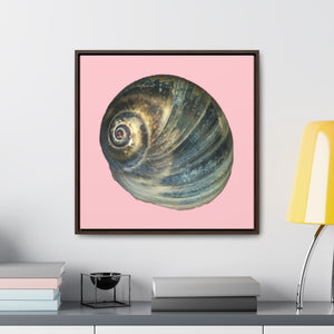 Moon Snail Shell Blue Apical | Framed Canvas | Pink Background