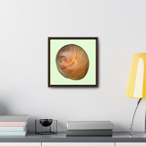 Moon Snail Shell Shark's Eye Apical | Framed Canvas | Sea Glass Background