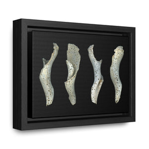 Spotted Shell White Four by Matteo | Framed Canvas | Black Background