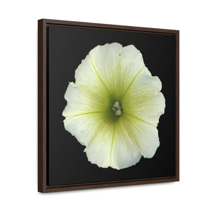 Petunia Flower Yellow-Green | Framed Canvas | Black Background