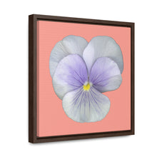 Load image into Gallery viewer, Pansy Viola Flower Lavender | Framed Canvas | Flamingo Pink Background
