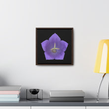Load image into Gallery viewer, Balloon Flower Blue | Framed Canvas | Black Background
