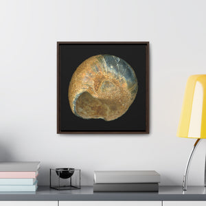 Moon Snail Shell Black & Rust Umbilical | Framed Canvas | Black Background