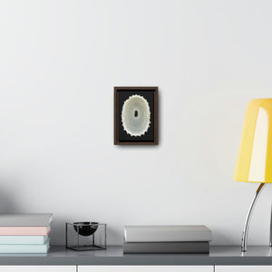 Keyhole Limpet Shell White Interior | Framed Canvas | Black Background